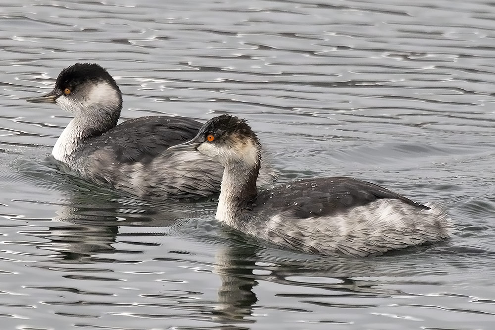 Black-necked grebes